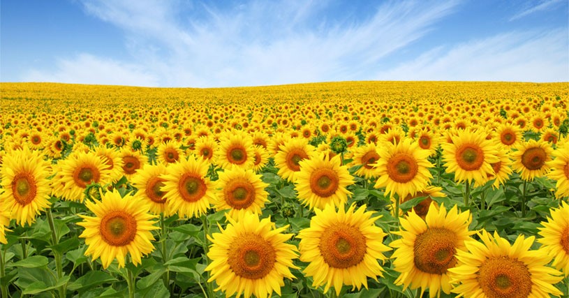 LG 50.479 SX - Influx Tournesol