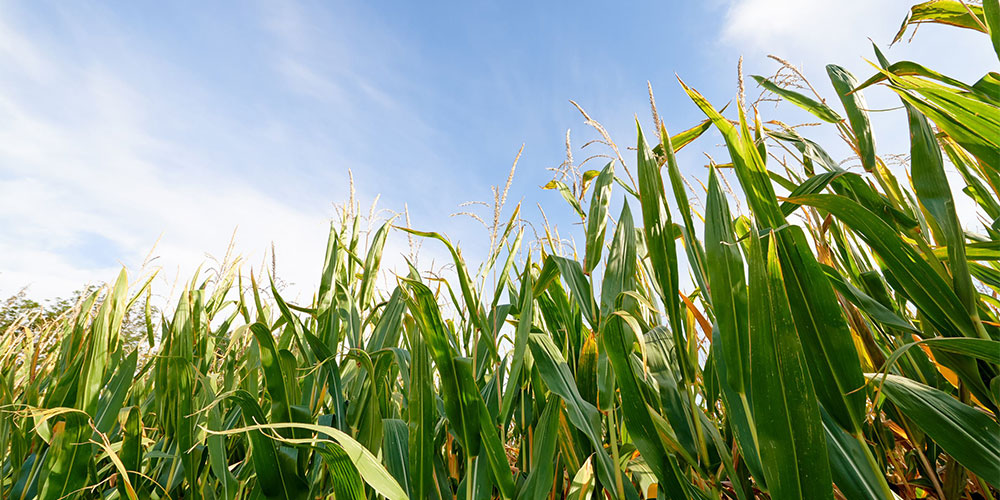 LG 31.243 - Redigo M