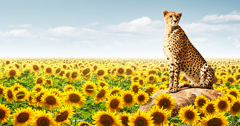 LG 53.77 - Influx Tournesol
